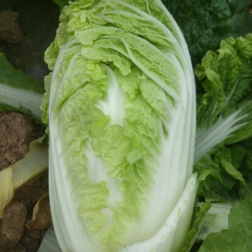娃娃菜
