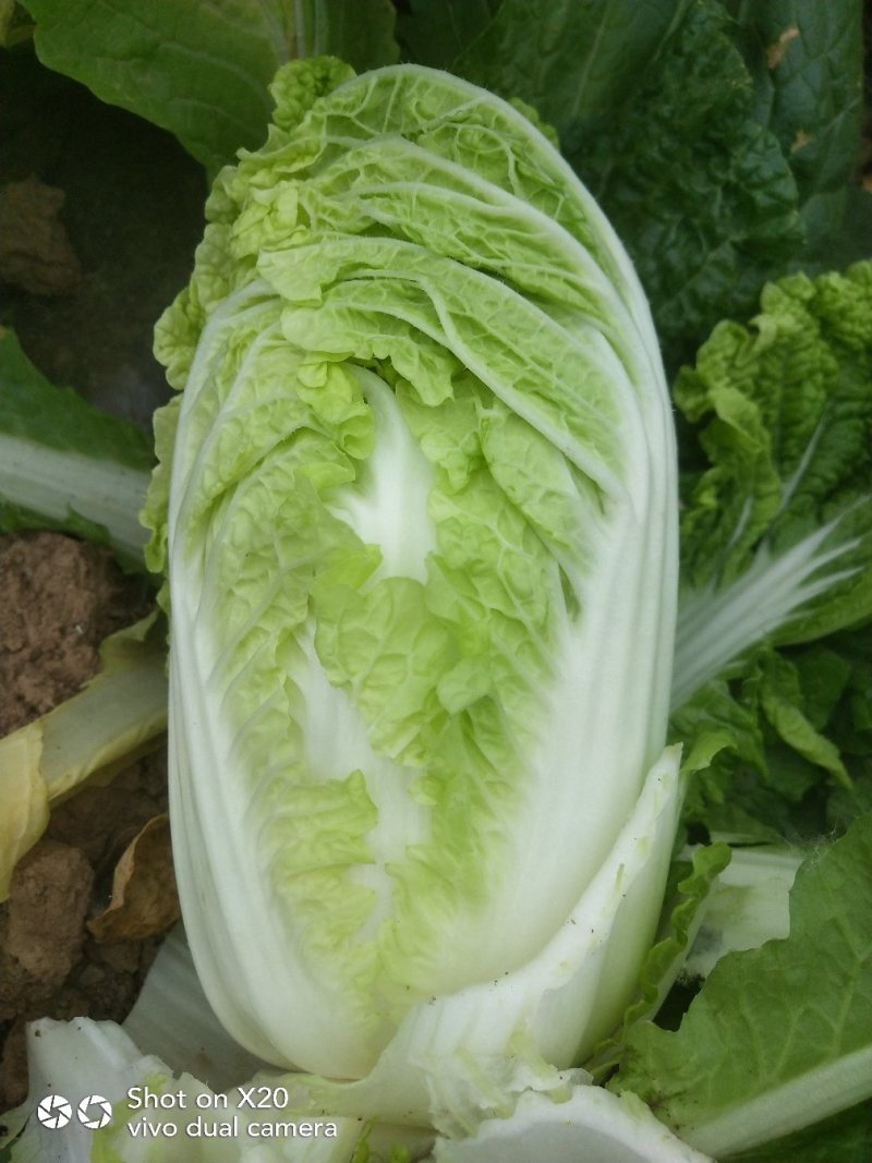 娃娃菜