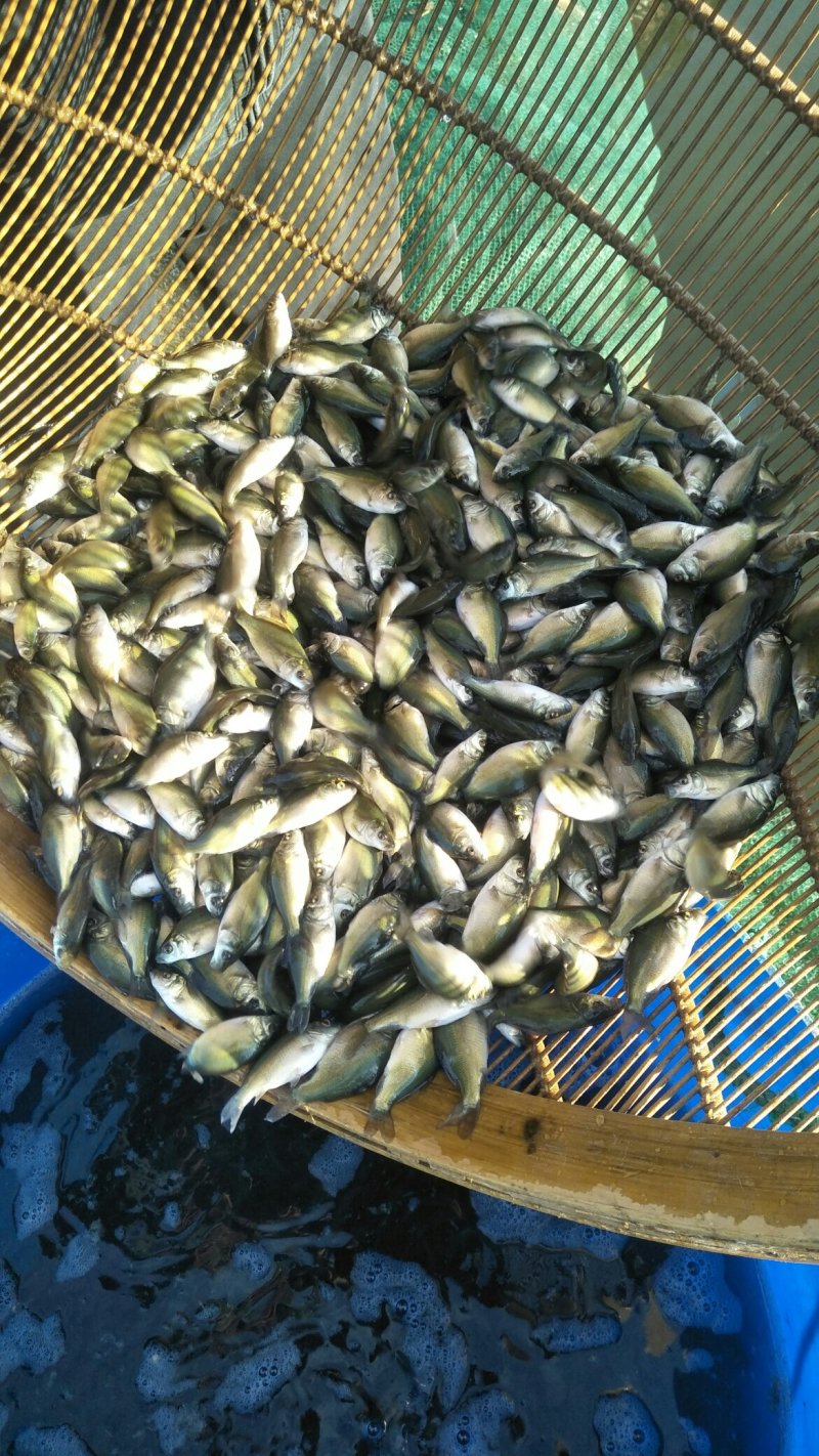 草鱼寸片花白鲢鲫鱼寸片裸斑