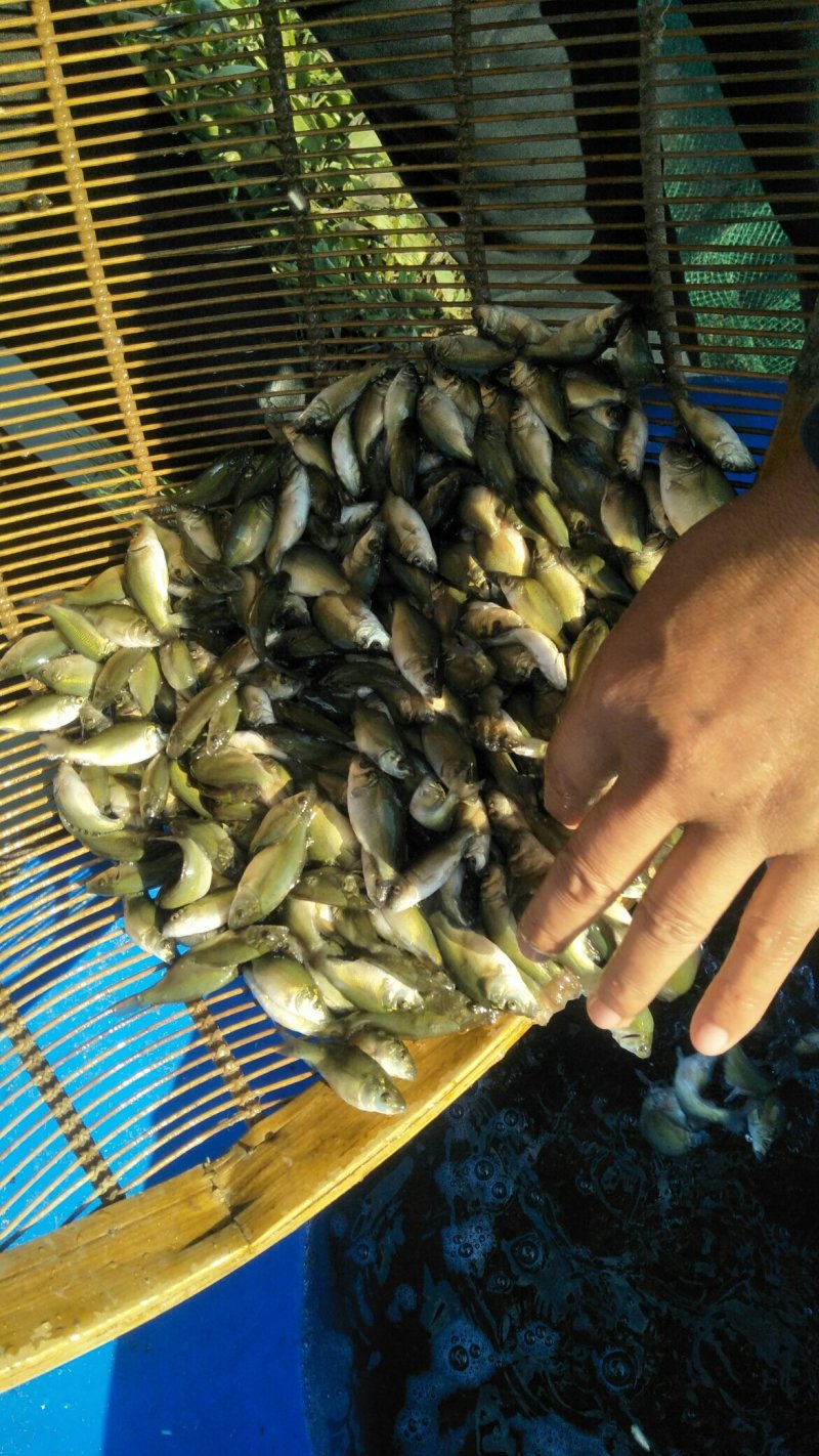 草鱼寸片花白鲢鲫鱼寸片裸斑