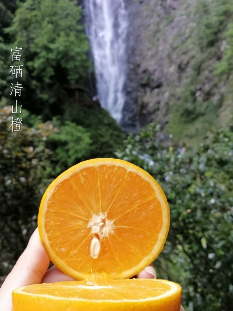 富硒橙一件代发37元5斤