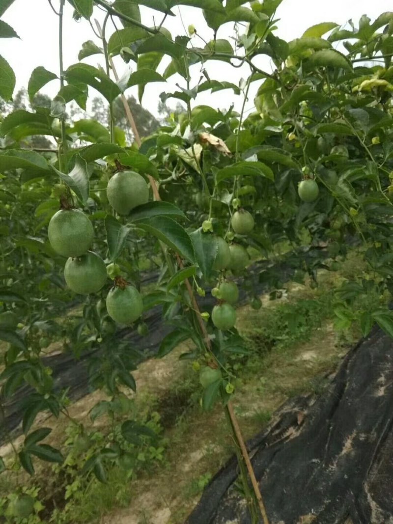 百香果统货