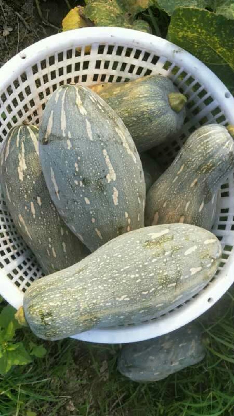 密本南瓜