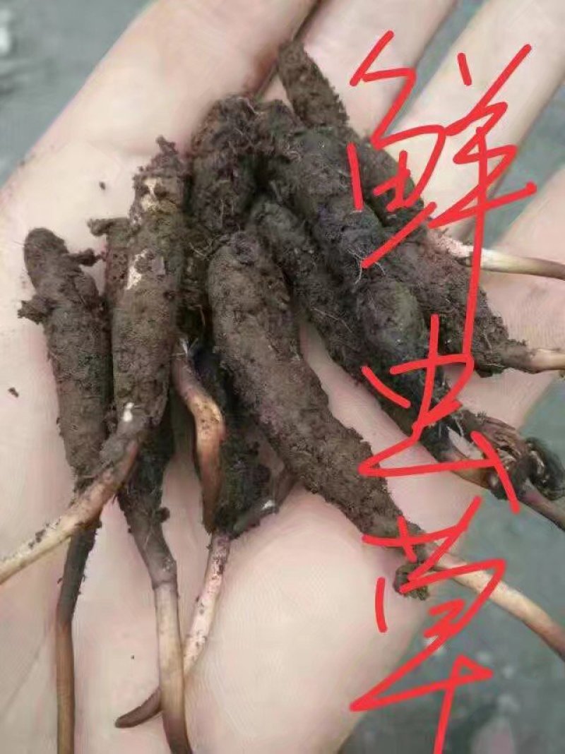 青海那曲冬虫夏草礼盒装3000高海拔虫草