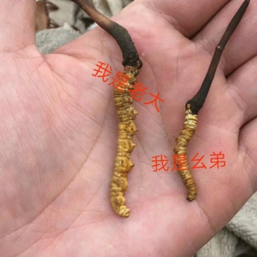 青海那曲冬虫夏草礼盒装3000高海拔虫草