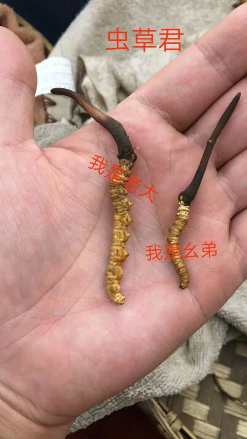 青海那曲冬虫夏草礼盒装3000高海拔虫草