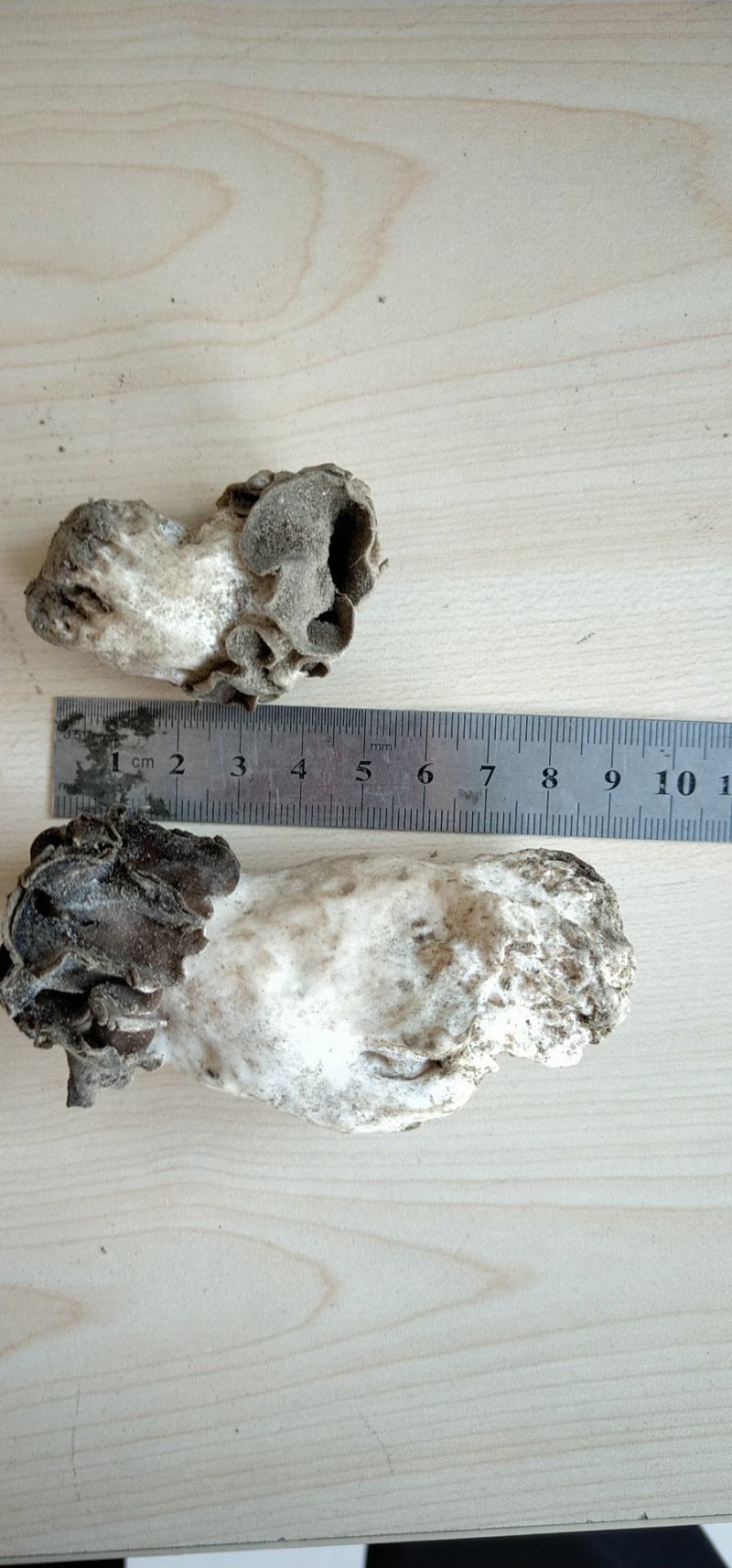 新疆胡杨林野生羊肚菌野生巴楚菇