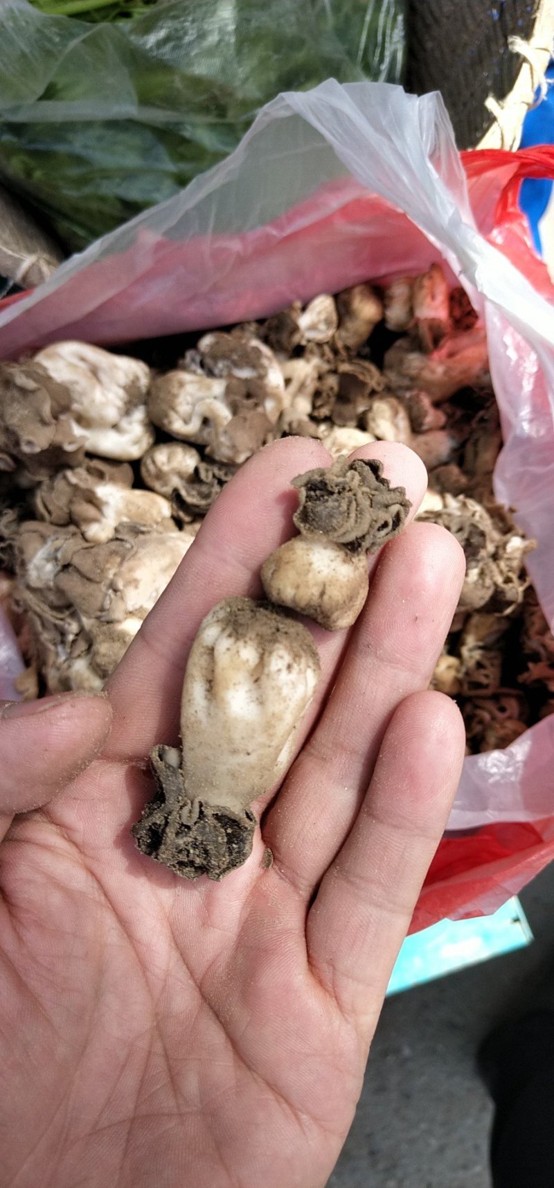 新疆胡杨林野生羊肚菌野生巴楚菇