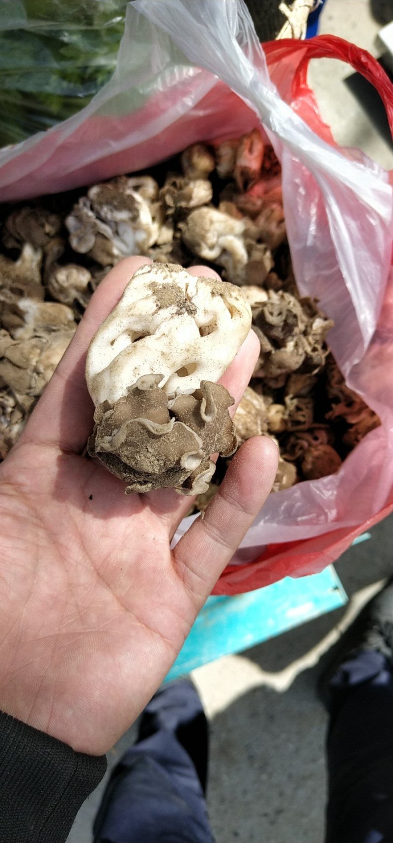 新疆胡杨林野生羊肚菌野生巴楚菇