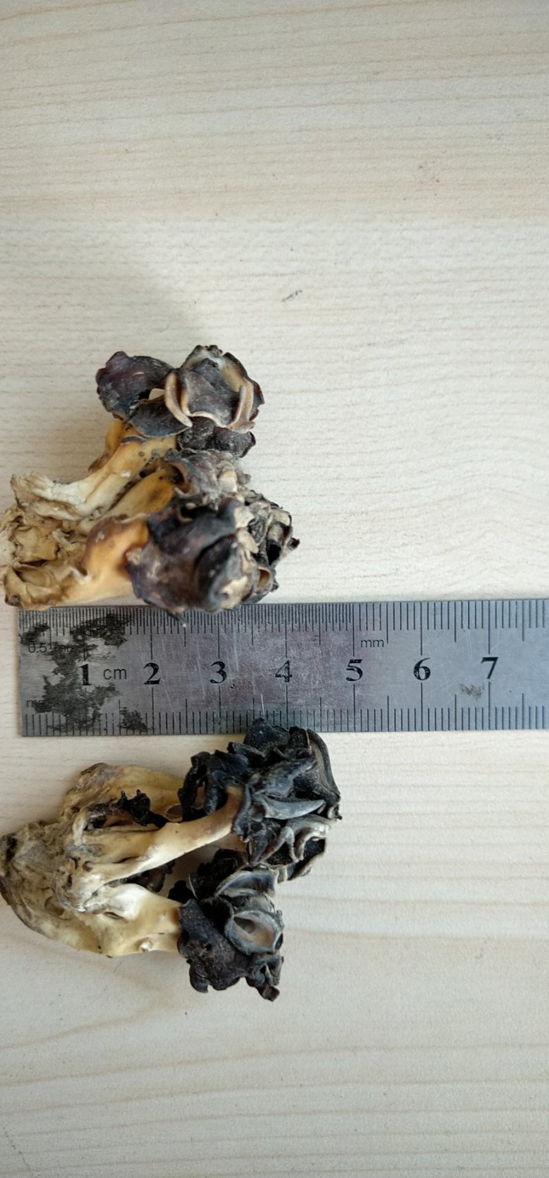 新疆胡杨林野生羊肚菌野生巴楚菇