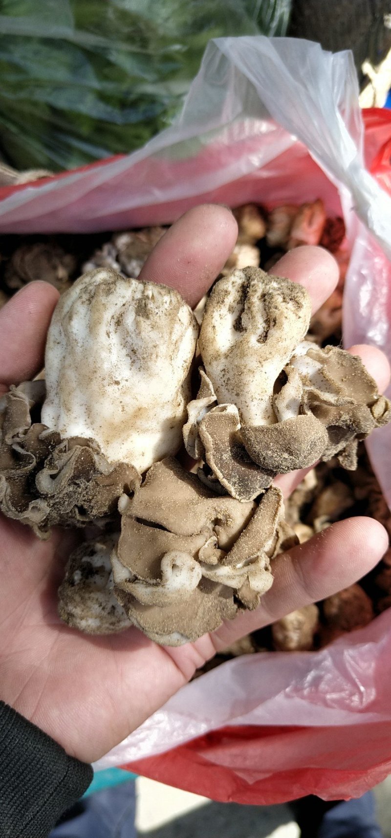 新疆胡杨林野生羊肚菌野生巴楚菇