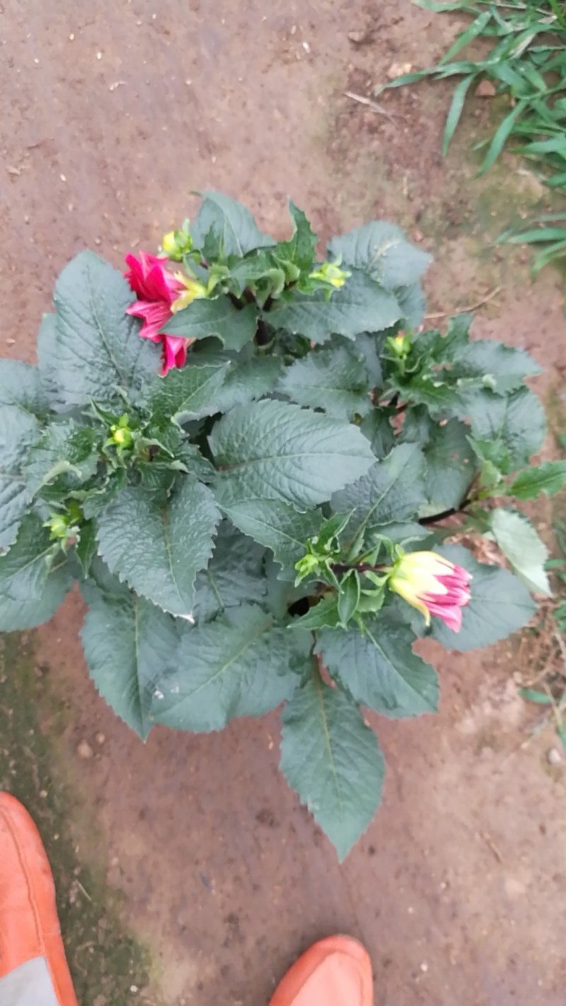 大丽花批量出货