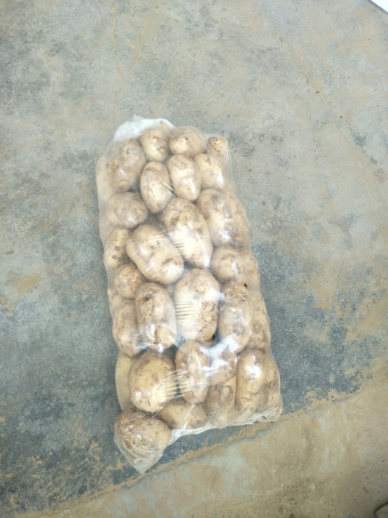 土豆实验一号3两以上黄心黄皮保质保量欢迎老板咨询