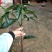 芒果苗树苗四季蜜芒金煌芒苗嫁接苗品种正宗广西灵山带叶保证