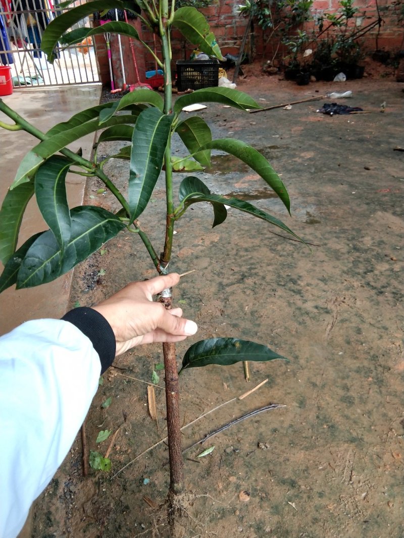 芒果苗树苗四季蜜芒金煌芒苗嫁接苗品种正宗广西灵山带叶保证