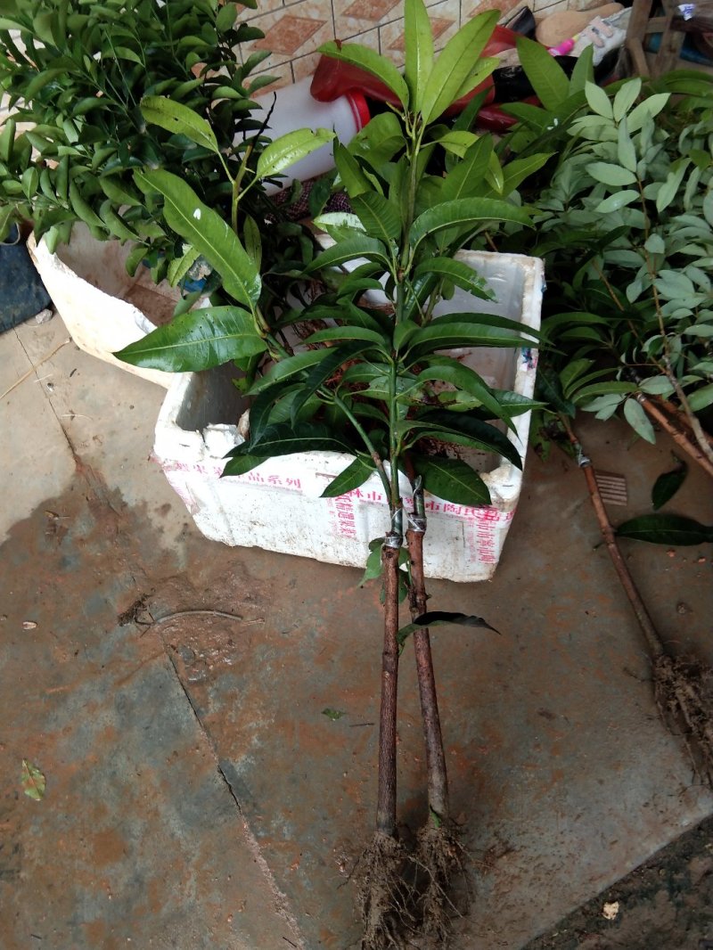 芒果苗树苗四季蜜芒金煌芒苗嫁接苗品种正宗广西灵山带叶保证