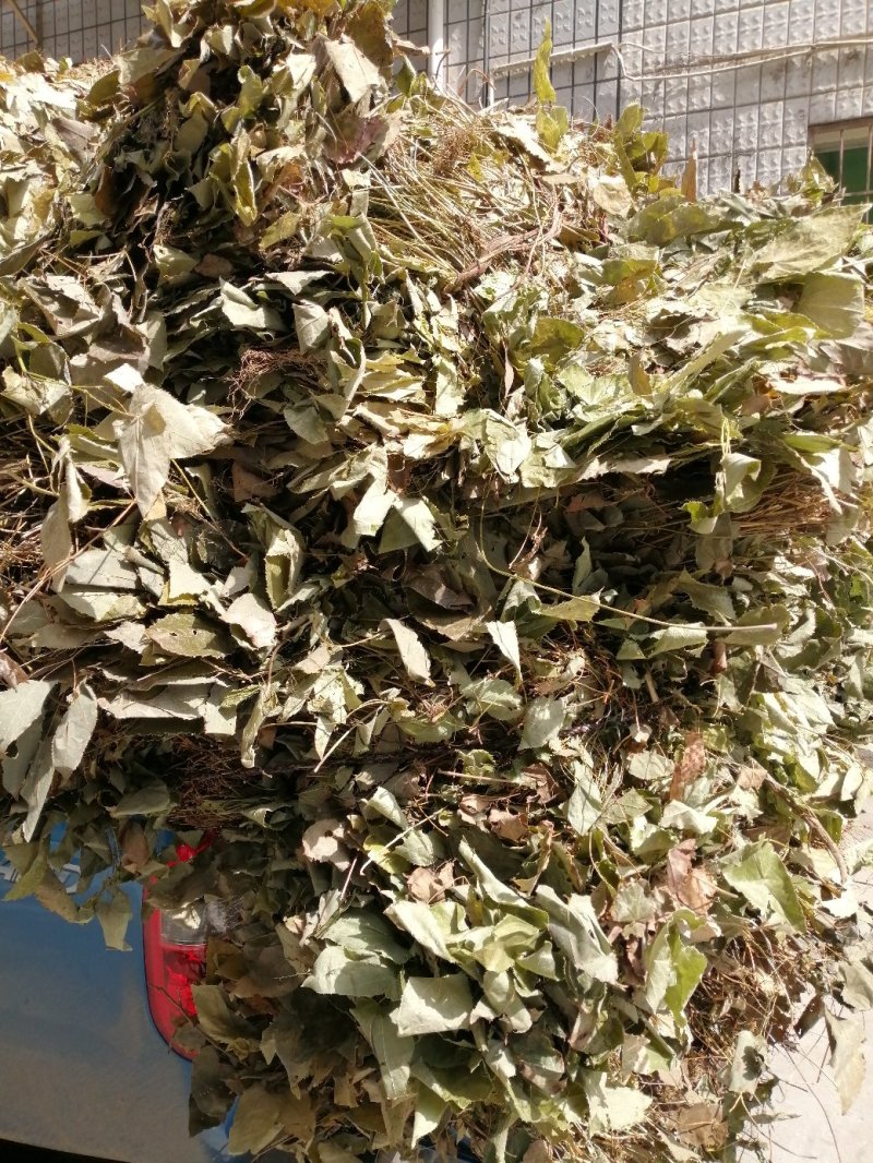 淫羊藿叶，淫羊藿根。