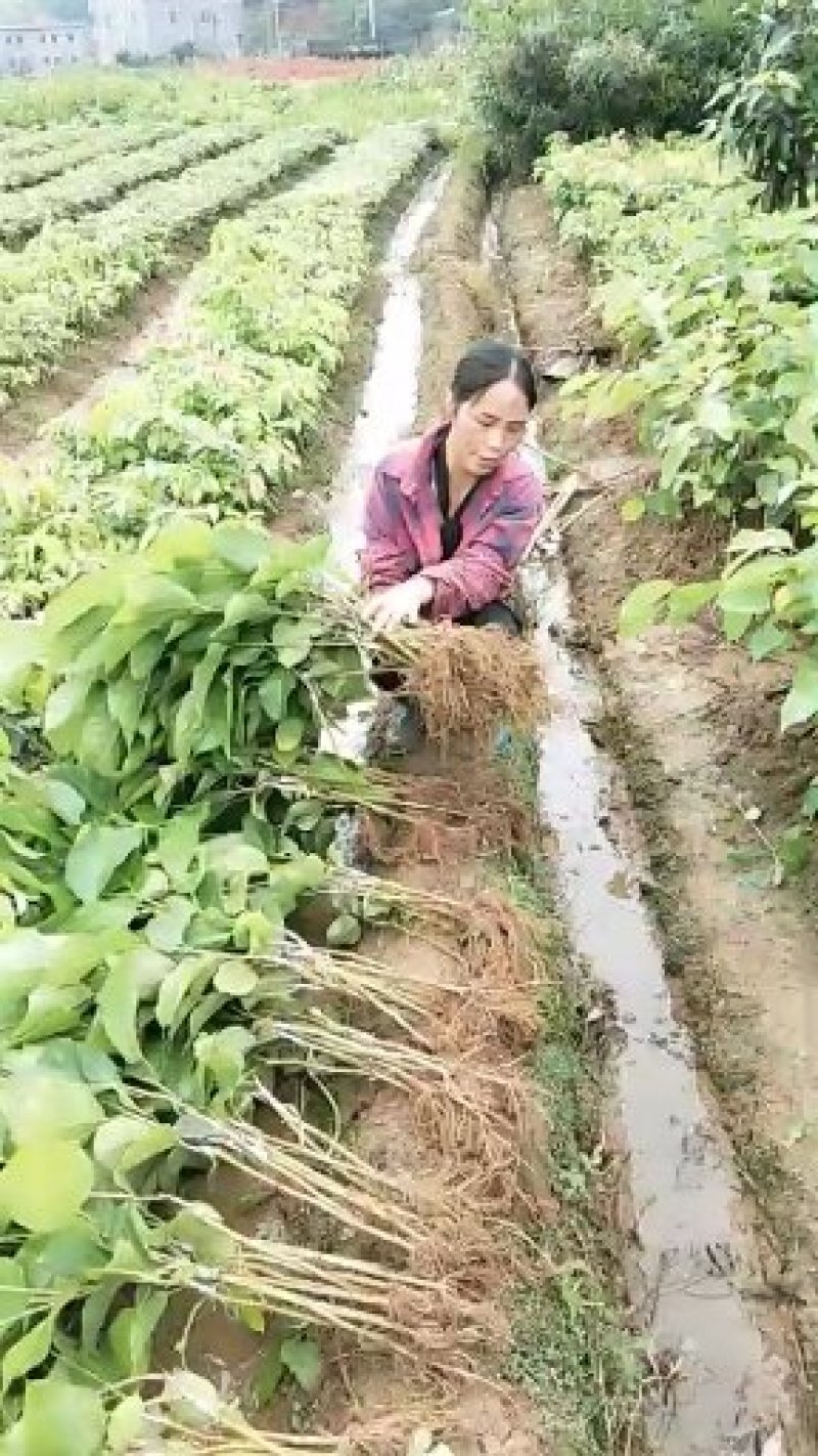 果桑苗树莓苗桑葚苗地栽盆栽养蚕四季果树苗南方北方种植桑树