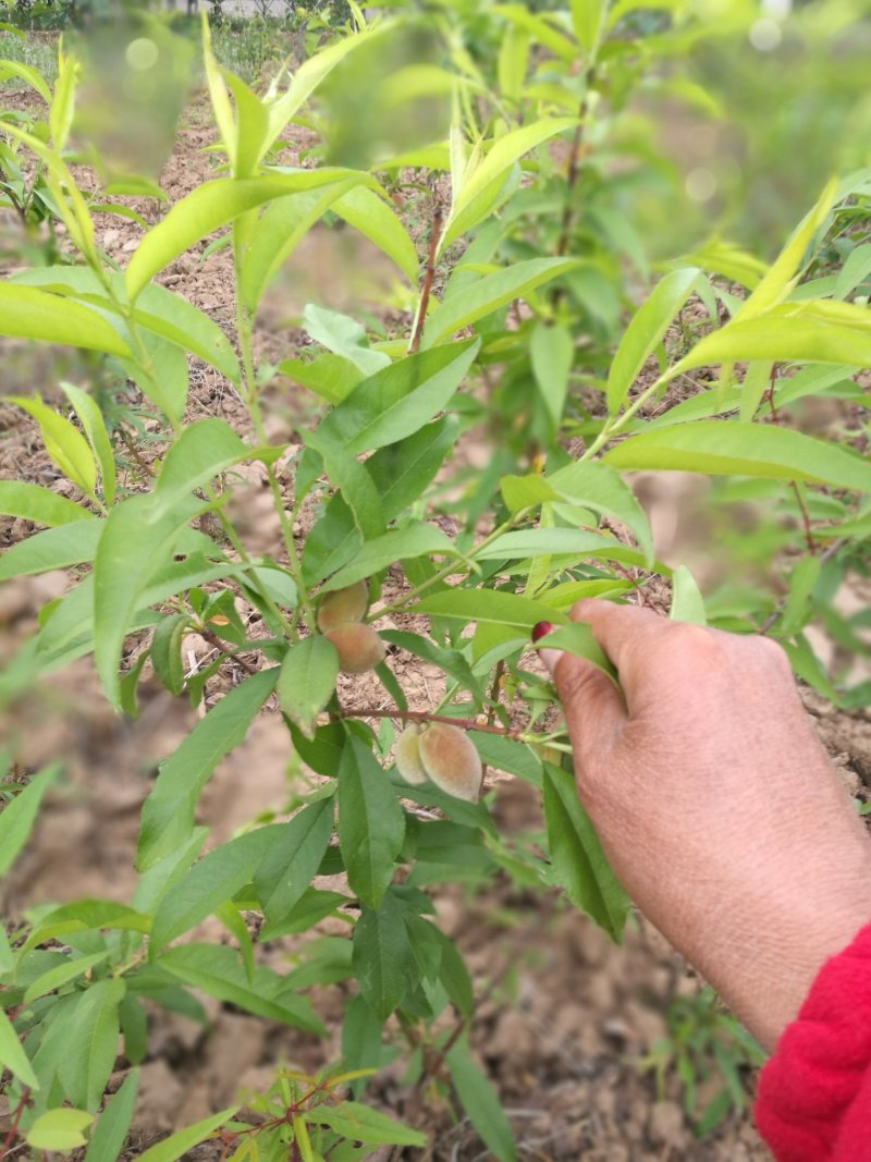 大量批发嫁接好的桃树成品苗