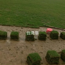 马尼拉草坪，大叶油草，台湾草，马尼拉草
