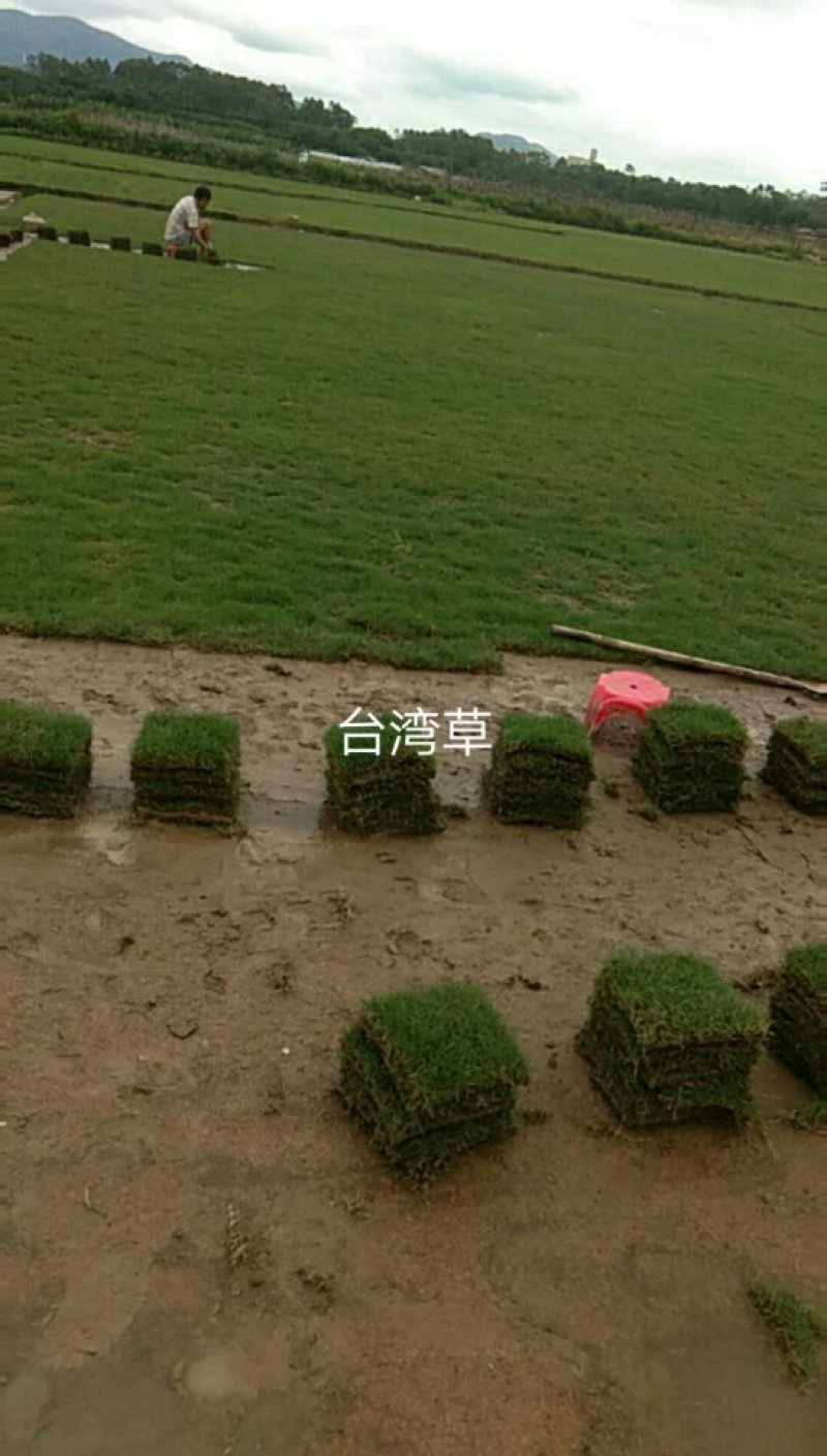 马尼拉草坪，大叶油草，台湾草，马尼拉草
