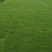 马尼拉草坪，大叶油草，台湾草，马尼拉草