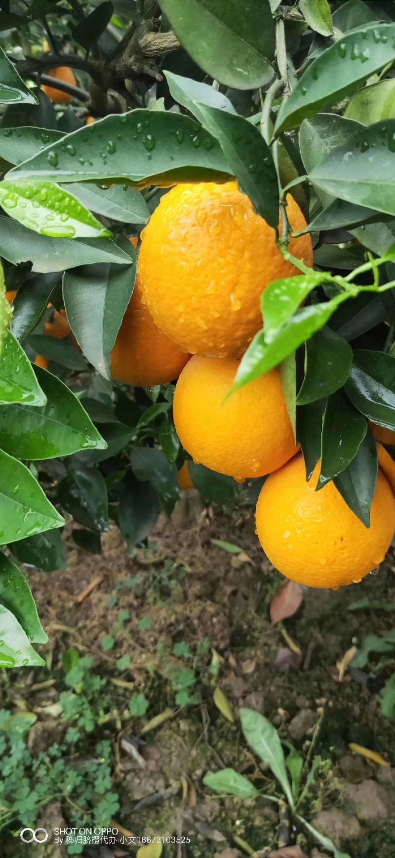 精品夏橙秭归夏橙产地批发诚信经营可视频看货！
