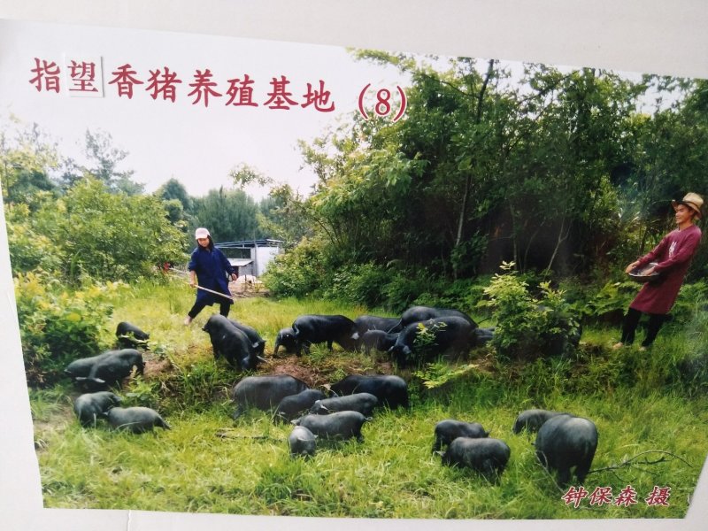 原生态放养黑香猪25一斤