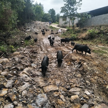 原生态放养黑香猪25一斤