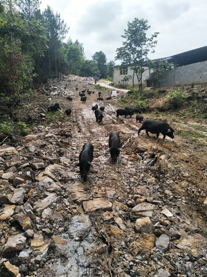 原生态放养黑香猪25一斤