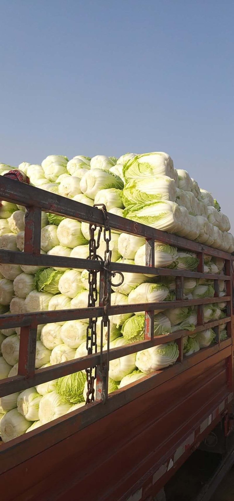 黄心大白菜品质优良大量上市