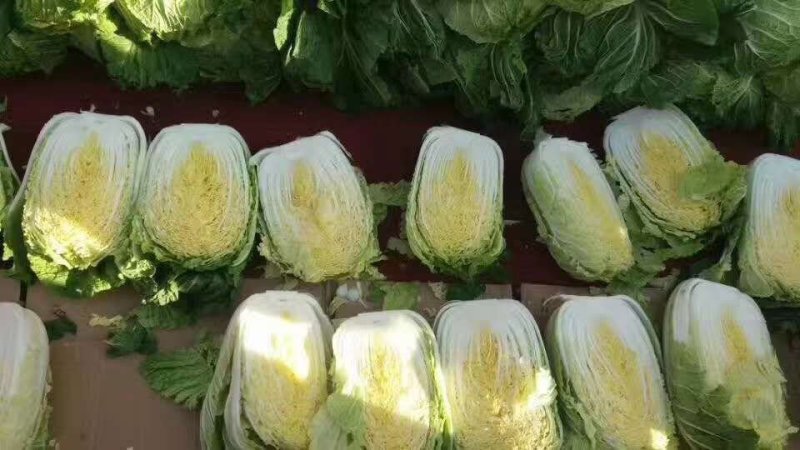 黄心大白菜品质优良大量上市