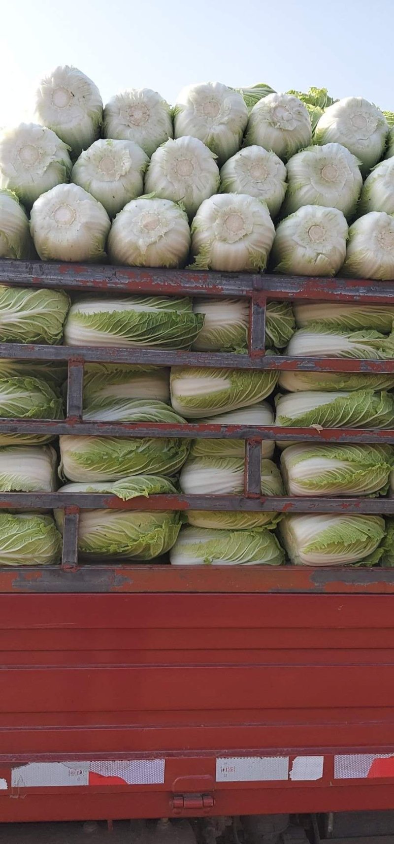 黄心大白菜品质优良大量上市