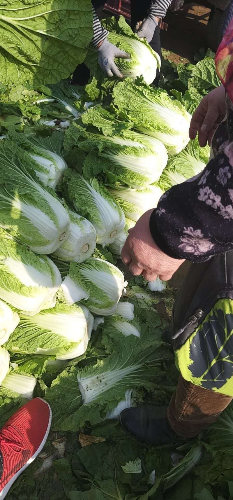 黄心大白菜品质优良大量上市