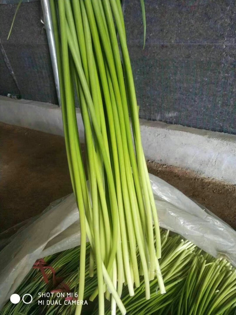 红帽蒜薹～杂交蒜薹