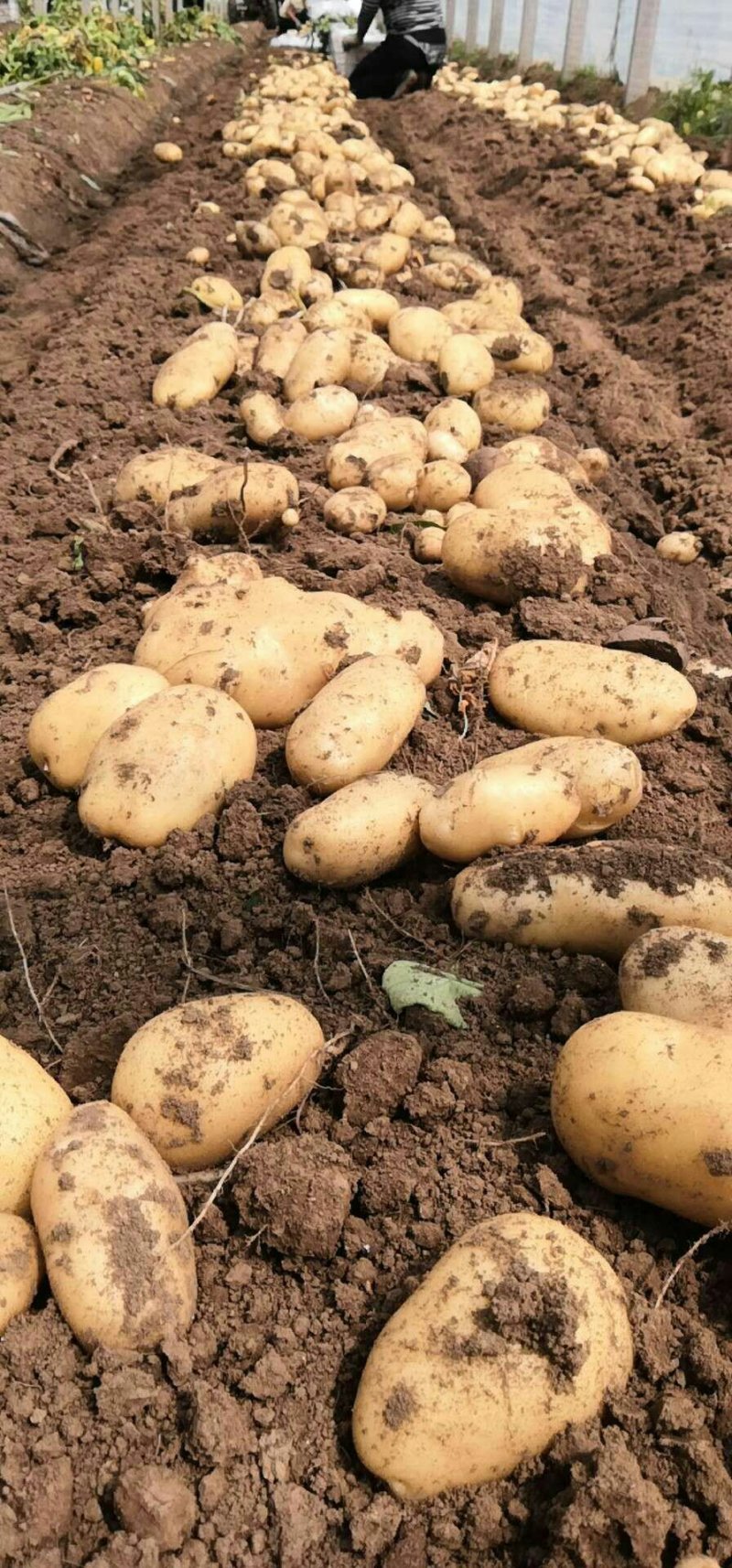 安丘土豆大量冷库储存，规格多样可加工水洗可发商超