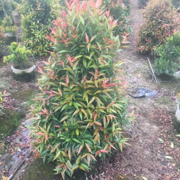 红车基地直销精品批发