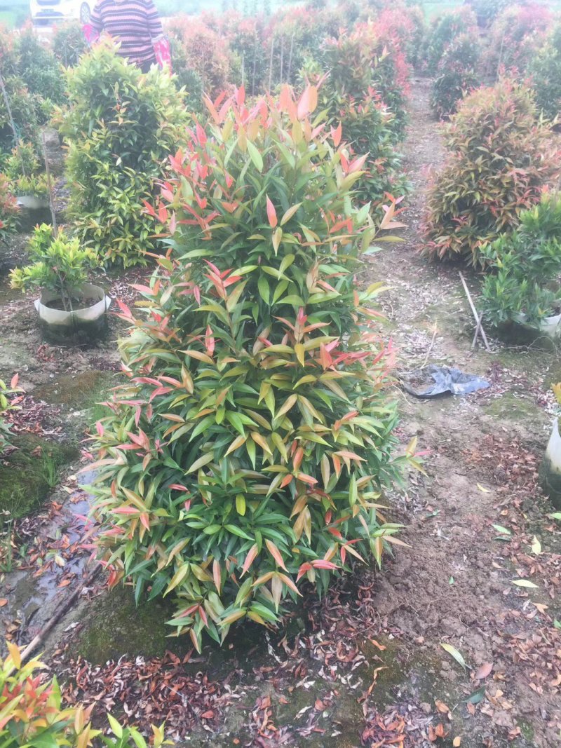 红车基地直销精品批发