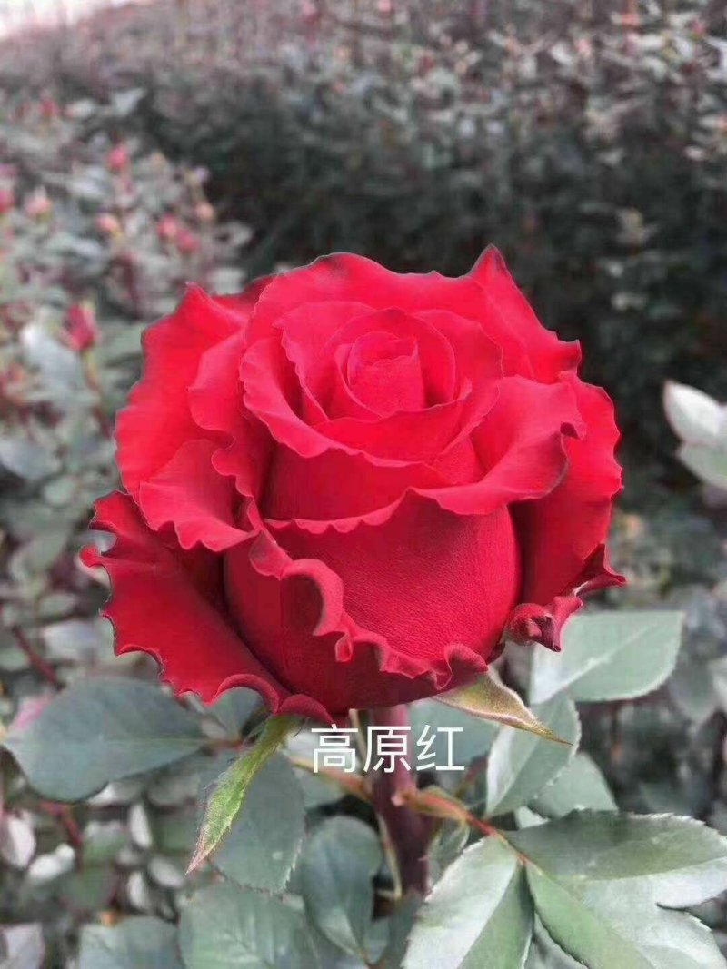 1-2年玫瑰大苗月季大苗站枝好绿化园林工程苗量大从优
