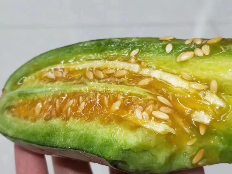 新疆羊角蜜冰糖籽香瓜甜瓜