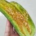 新疆羊角蜜冰糖籽香瓜甜瓜