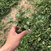 三叶委陵菜