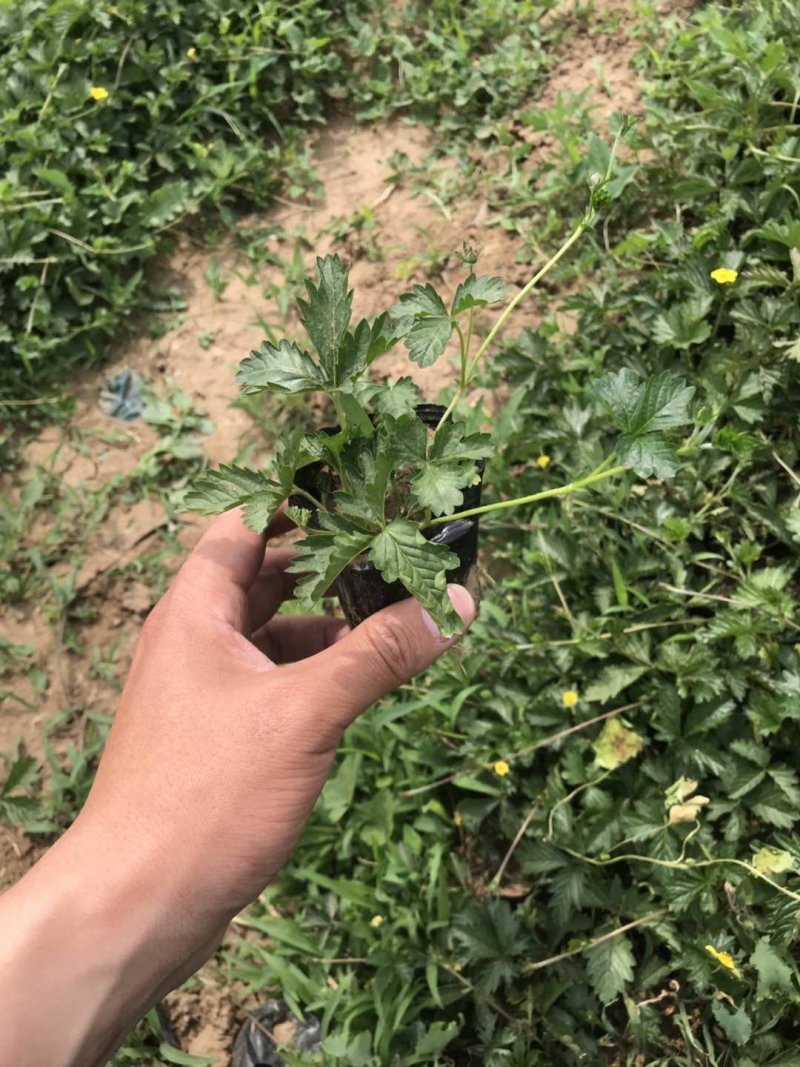 三叶委陵菜
