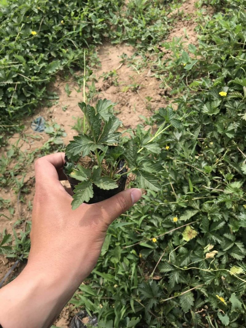 三叶委陵菜