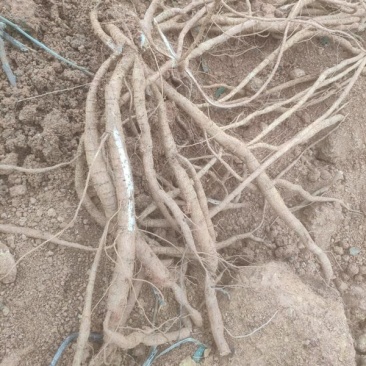 牛大力薯〈5年期种植时间)10亩，一次卖完