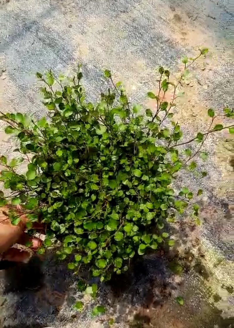 千叶吊兰