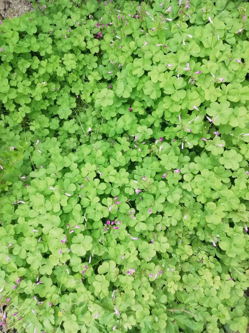 红花草