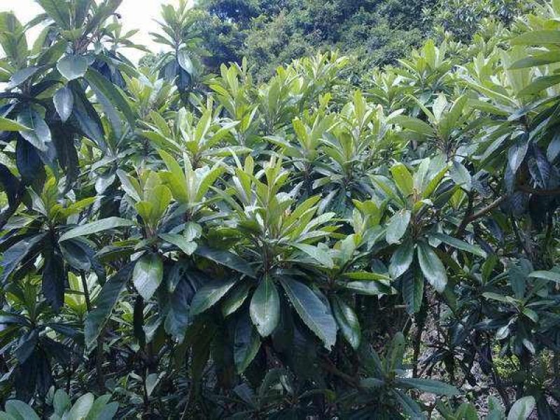 枇杷树