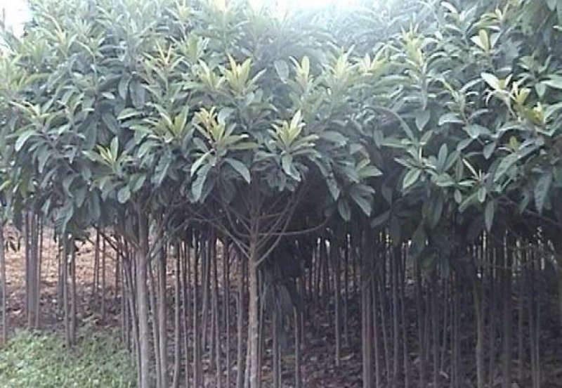 枇杷树