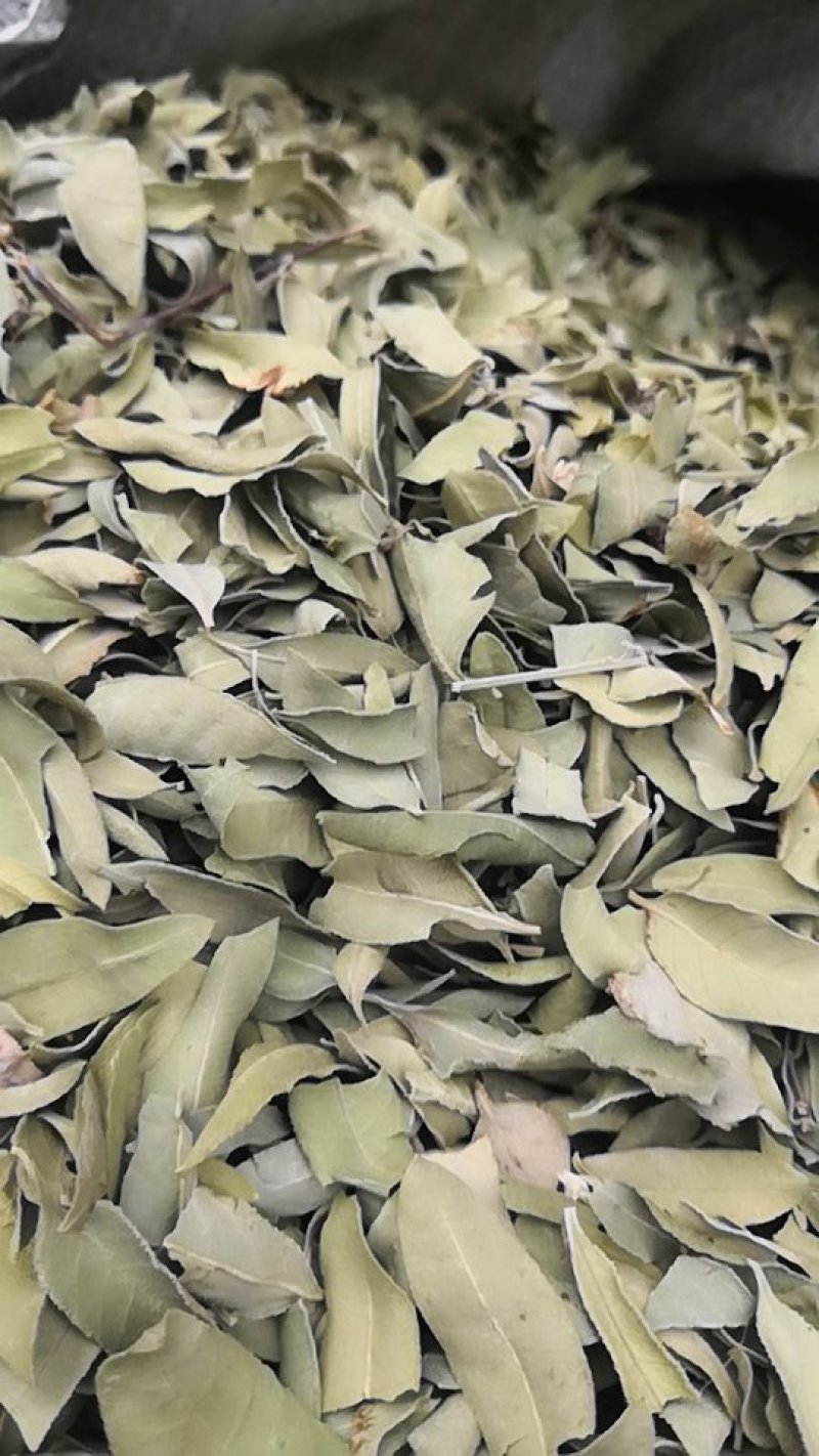 新货罗布麻叶罗布麻茶一斤包邮